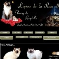 Détails : Ragdolls de l'épine de la Rose d'Or