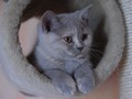 Détails : Chatterie de British shorthair - de scottish fold et straight - des Doux Coeurs.