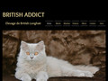 Détails : British Longhair