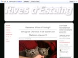 Détails : Chatterie des Rives d'Estaing chaton chartreux et maine coon à toulouse